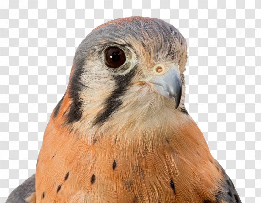 American Kestrel Owl - Hawk Transparent PNG