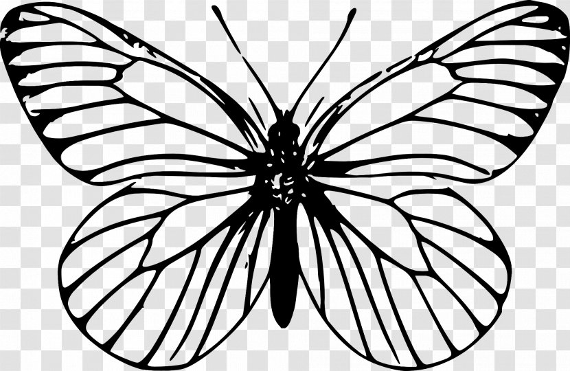 Butterfly Insect Outline Drawing Clip Art - Pollinator Transparent PNG