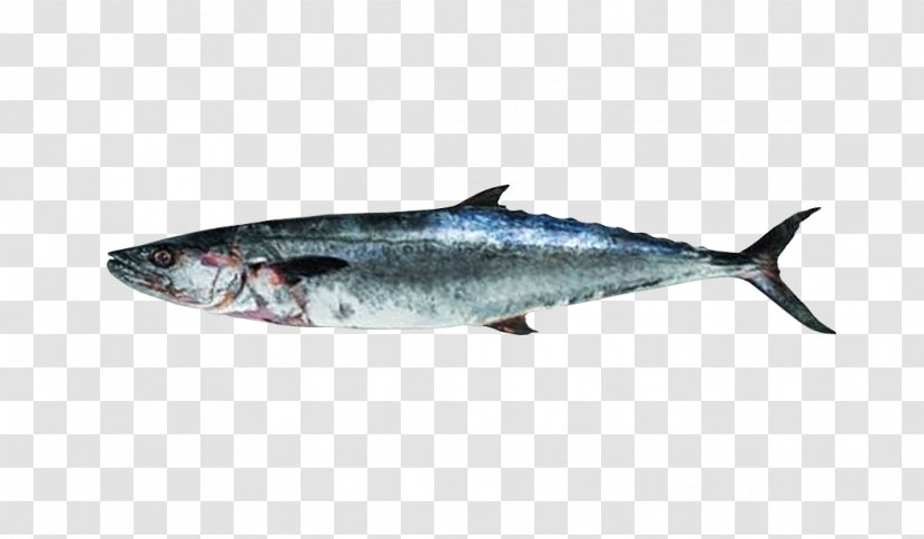 Thunnus Mackerel Sardine Oily Fish Salmon - Yellowtail Amberjack Transparent PNG