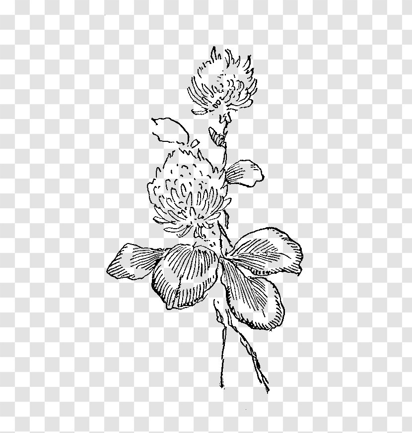 White Clover Red Flower Illustration - Plant Stem - Flowers Illustrations Transparent PNG