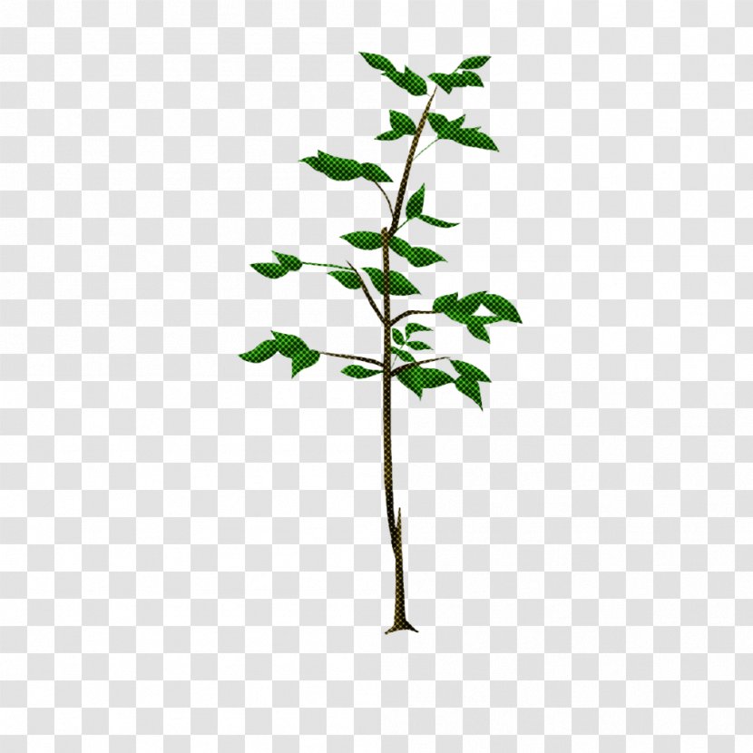 Plant Flower Leaf Tree Green - Twig Woody Transparent PNG