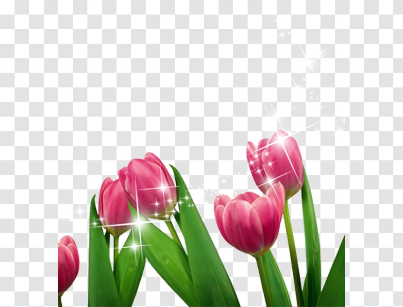Tulip Cut Flowers Purple - Google Images - Lovely Transparent PNG