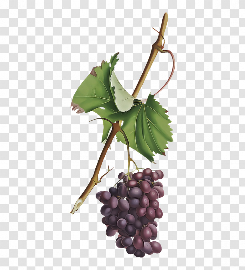 Grape Grapevines Plants Fruit Superfood Transparent PNG