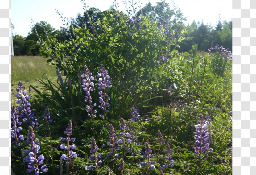 Subshrub Plant Community Common Lilac - Catnips - Vegetation Top Transparent PNG
