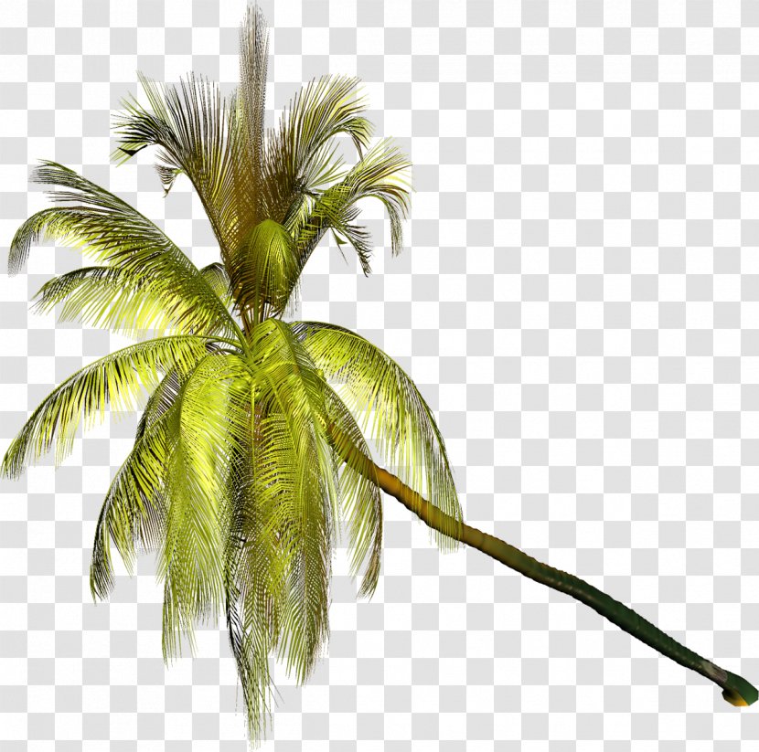 Arecaceae Tree Coconut Clip Art - Photography - Palm Transparent PNG