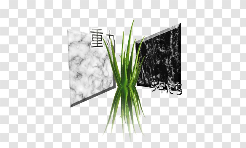 Art Canvas Marble Printmaking Allium Fistulosum - Grass Family - Aloe Vera Plant Transparent PNG