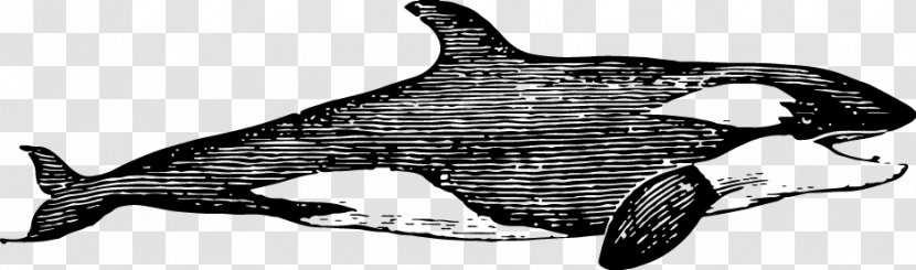 Dolphin Shark - Wildlife - Sketch Ferocious Transparent PNG