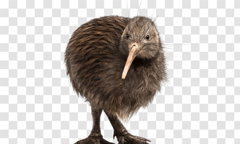 Flightless Bird North Island Brown Kiwi Common Ostrich Stock Photography - Rhea Transparent PNG