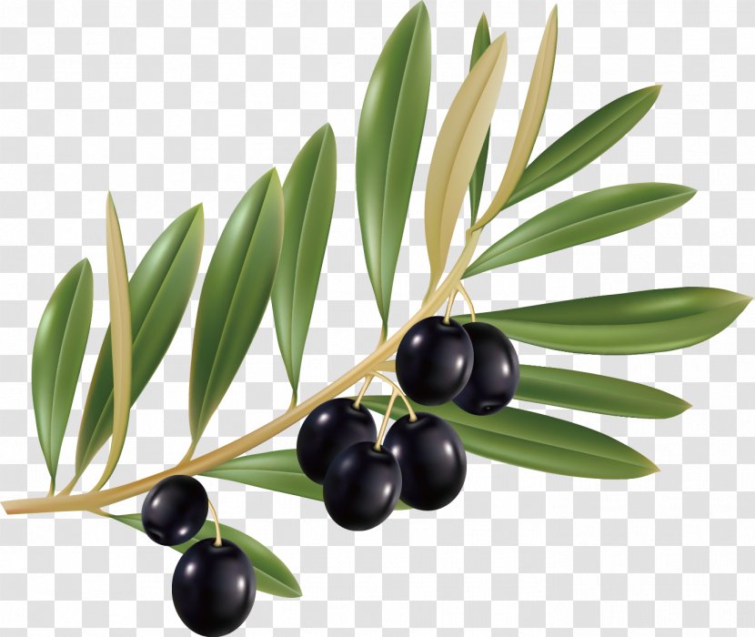 Mediterranean Cuisine Olive Oil Leaf Transparent PNG