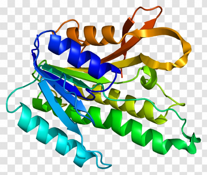 QDPR Phenylalanine Hydroxylase Gene Tyrosine Tetrahydrobiopterin - 67dihydropteridine Reductase - Protine Transparent PNG