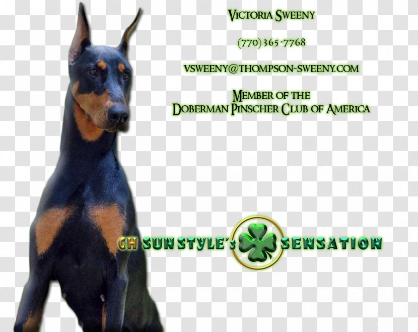 Dobermann German Pinscher Manchester Terrier Dog Breed Guard - Doberman Transparent PNG