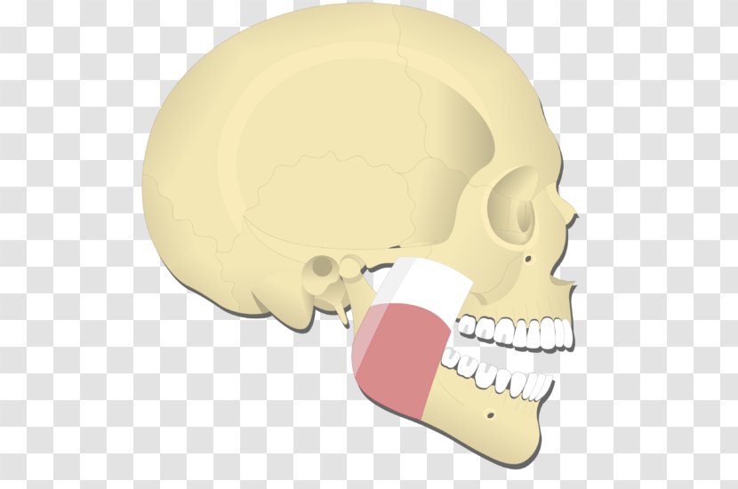 Medial Pterygoid Muscle Lateral Temporal Masseter Mandible - Cheek - Skull Transparent PNG