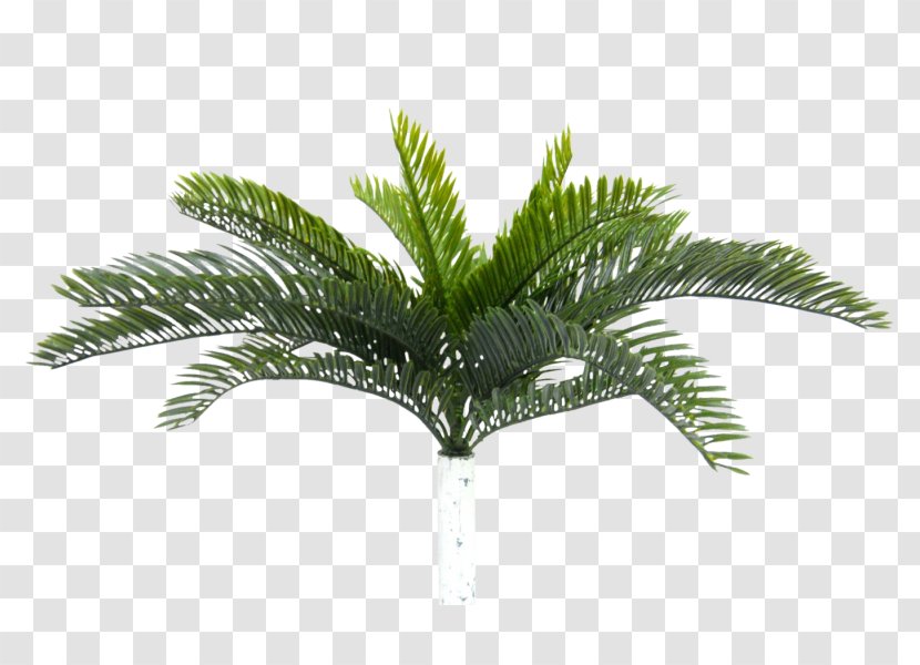 Eleocharis Parvula Sago Palm Cycad Cycas Rumphii Plant - Pletivo Transparent PNG
