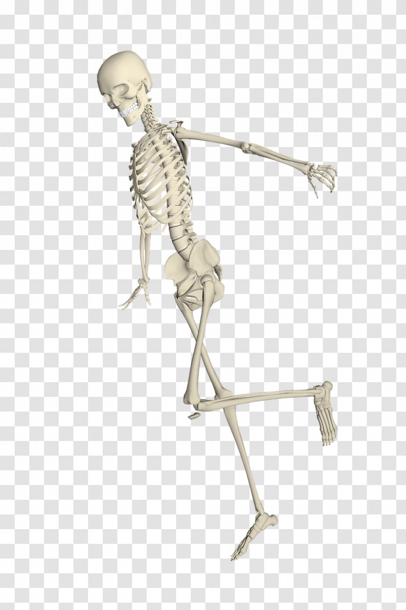 Human Skeleton Bone Skull - Tree Transparent PNG