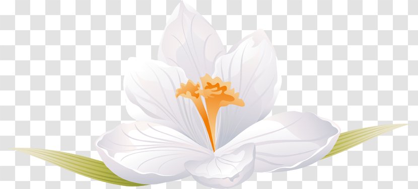 Petal White Flowering Plant Computer Wallpaper - Crocus Transparent PNG
