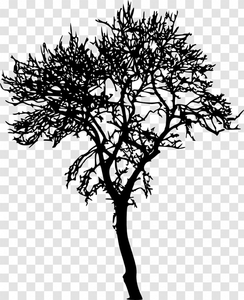 Tree Silhouette Woody Plant Branch - Black And White - Transparent Transparent PNG