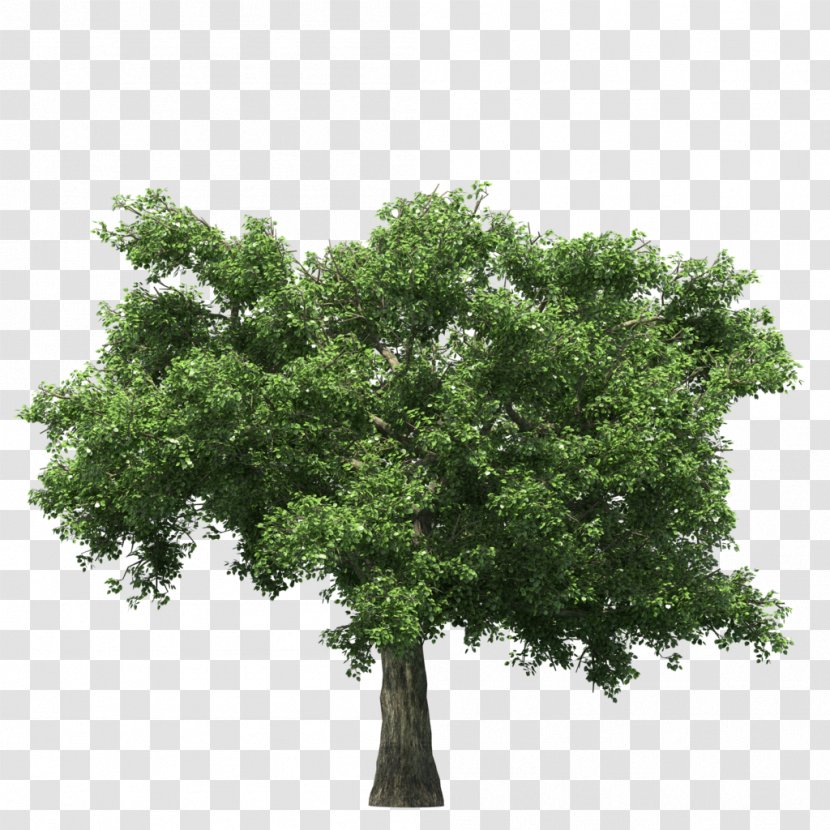 Tree - Image Resolution - Rendering Transparent PNG