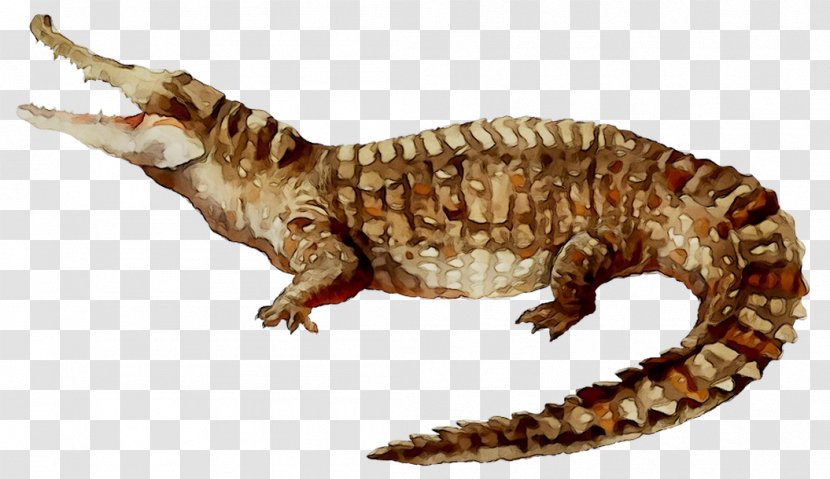Gila Monster Gecko Fauna Dinosaur Crocodiles - Tail - Organism Transparent PNG