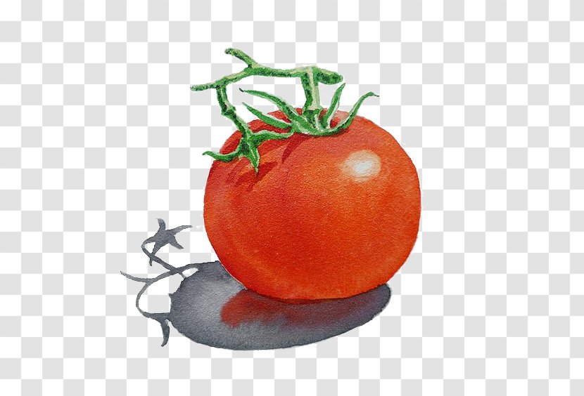 Art Watercolor Painting Illustration - Fruit - Tomato Transparent PNG