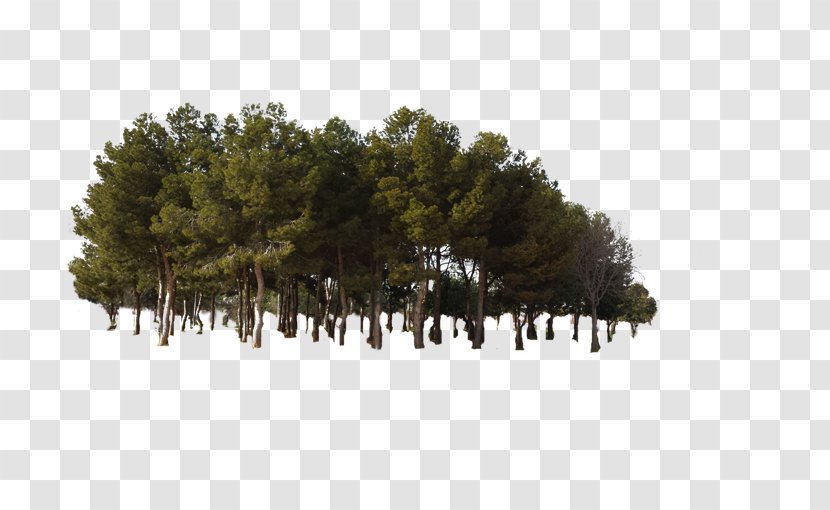Pine Tree Forest - Ecosystem - Jungle Woods Transparent PNG