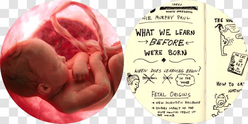 Embryo Fetus Artificial Uterus Child - Cartoon Transparent PNG