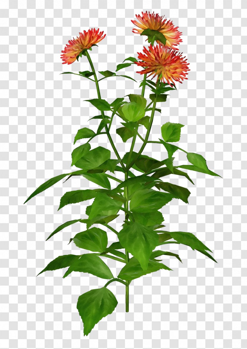 Flower Plant Distaff Thistles Herbaceous Annual - Perennial Transparent PNG