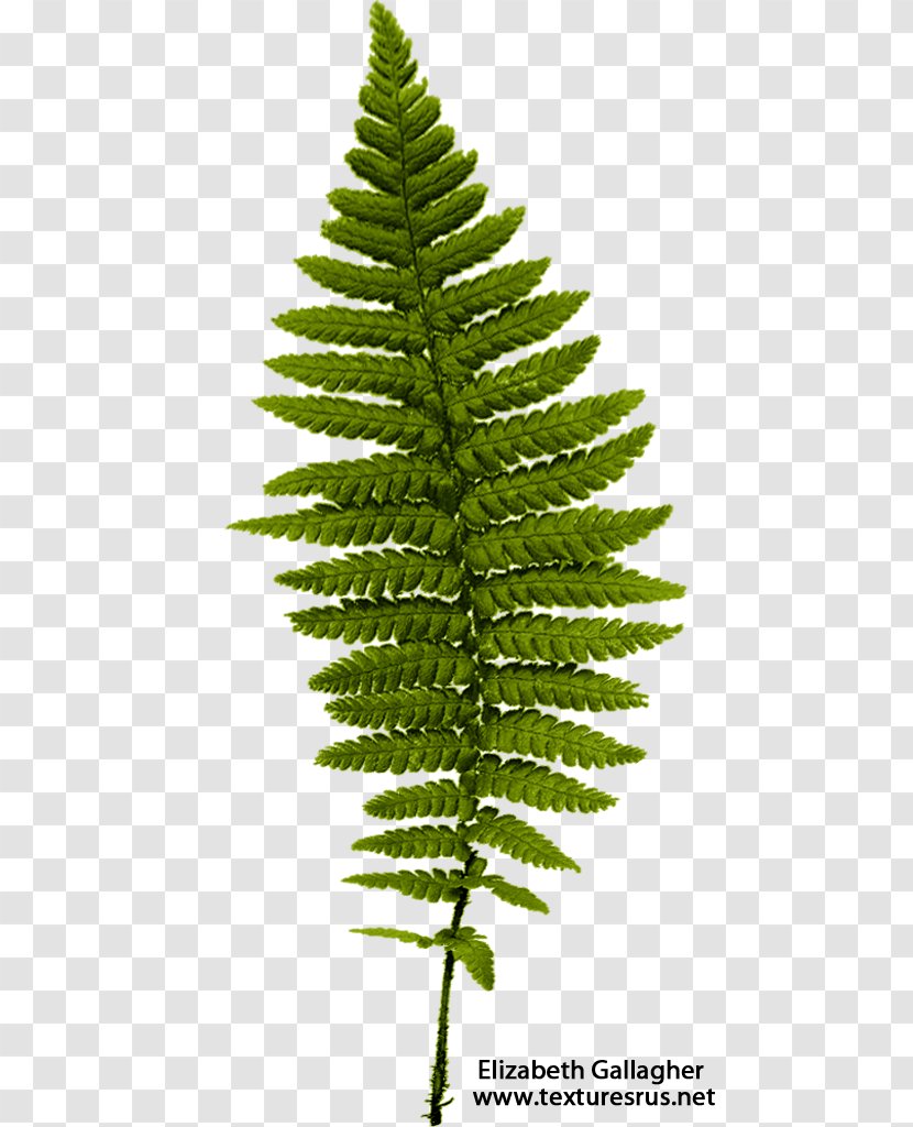 Fern Leaf Frond - Ferns And Horsetails - File Transparent PNG