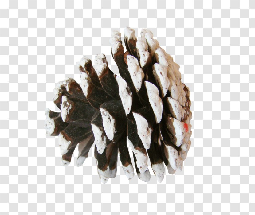 Pine Conifer Cone Spruce Clip Art - Auglis - Preview Transparent PNG