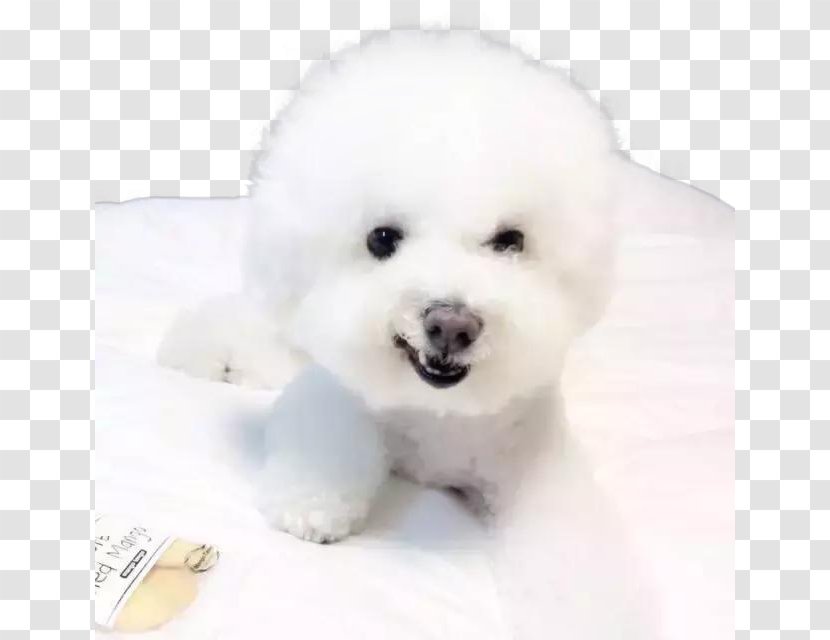 Bichon Frise Greenland Dog Shiba Inu German Shepherd Papillon - Breed Group - Bed Cute Transparent PNG