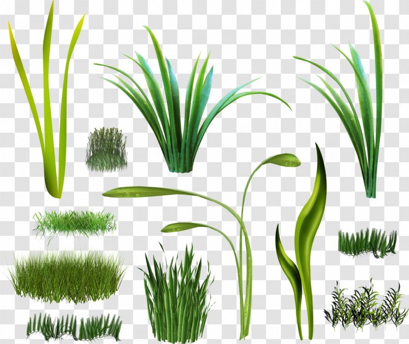 Herbaceous Plant Digital Image Clip Art - Green Grass Transparent PNG