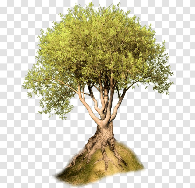 Tree Woody Plant Oak Blog Clip Art - Digital Image Transparent PNG