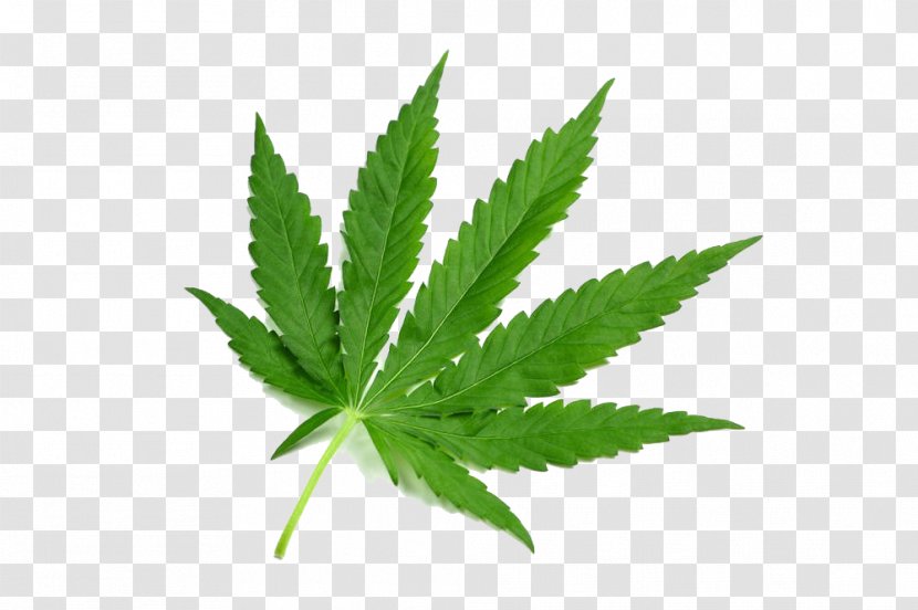 Mitragyna Speciosa Cannabis Drug Tetrahydrocannabinol Dose - Plant - Leaf Picture Transparent PNG