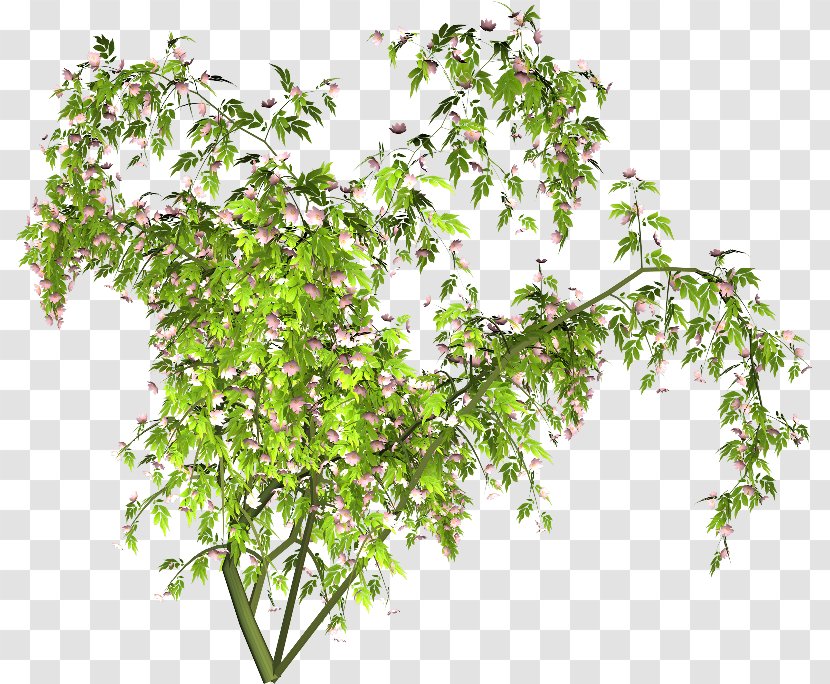 Herbes - Shrub - Tree Transparent PNG