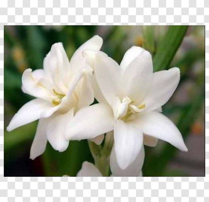 Tuberose Flower Perfume Rajnigandha Phool Tumhare Transparent PNG