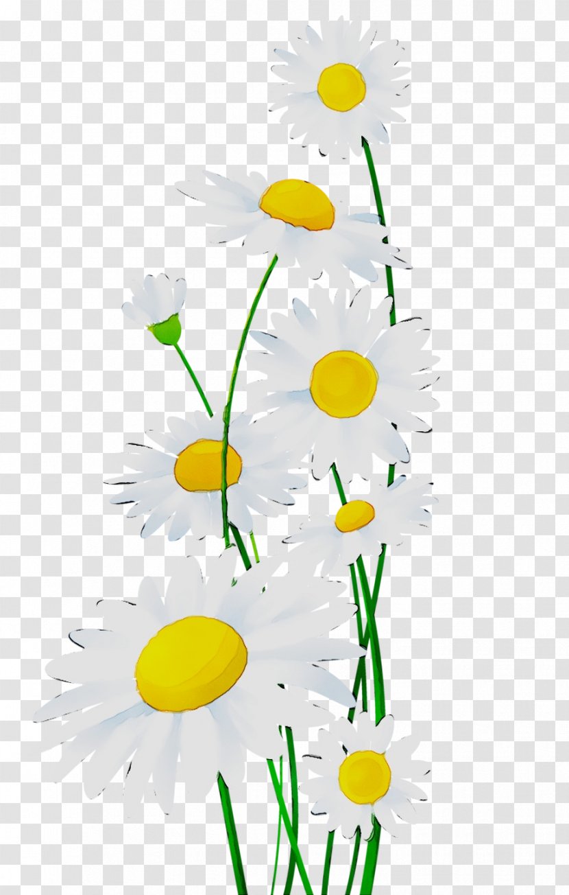 Chrysanthemum Oxeye Daisy Roman Chamomile Floral Design Cut Flowers - Plant Stem Transparent PNG