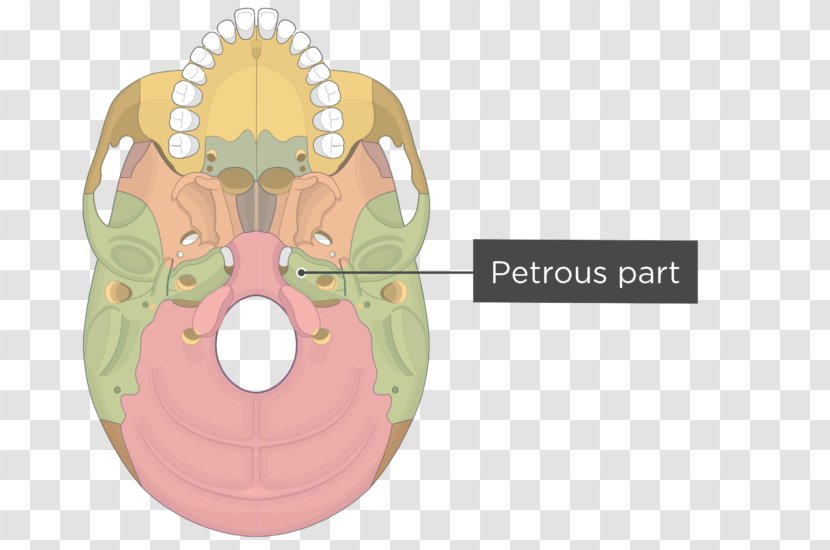 Pterygoid Processes Of The Sphenoid Bone Medial Muscle Lateral - Silhouette - Skull Transparent PNG