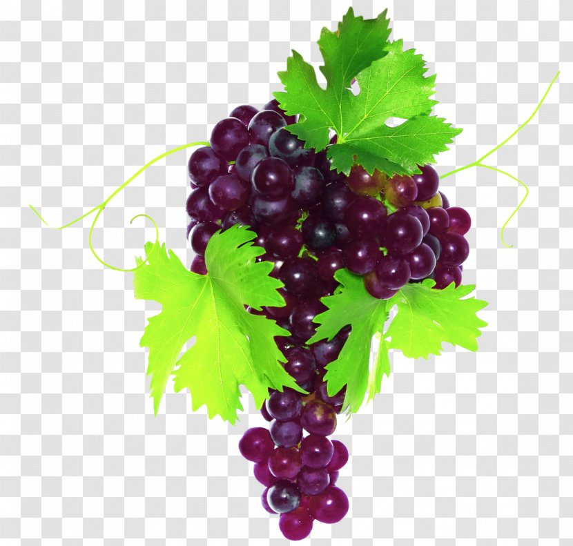 Common Grape Vine Fruit Vegetable Leaves - Watermelon Transparent PNG