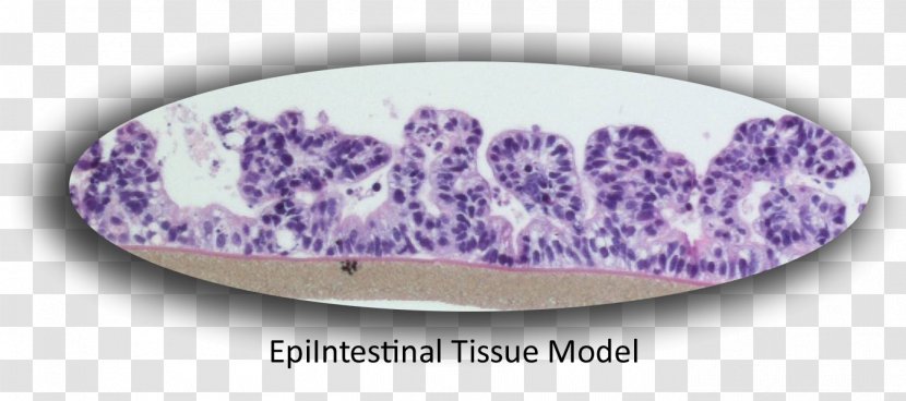 Small Intestine Epithelium Caco-2 Cell Gastrointestinal Tract - Organoid - Drug-delivery Transparent PNG