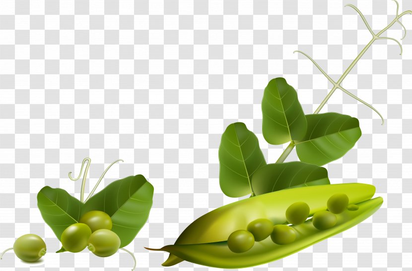 Fruit Vegetable Tomato Eggplant - Cucumber - Opened Peas Transparent PNG