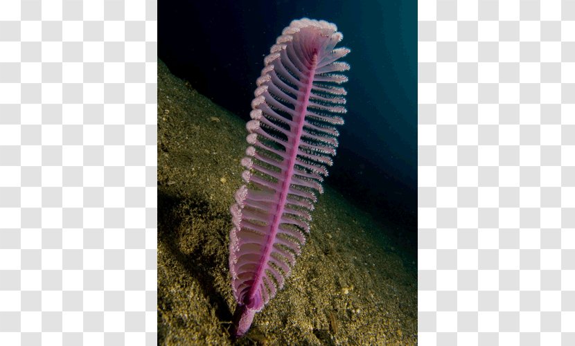 Sea Pen Flower Animal Deep Creature - Organism Transparent PNG