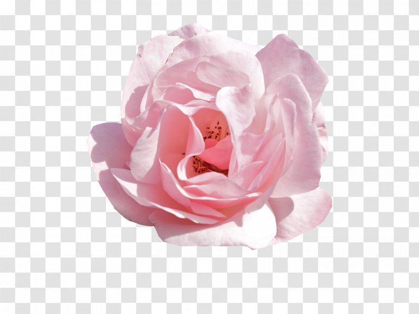 Pink Flowers Rose - Cut Transparent PNG