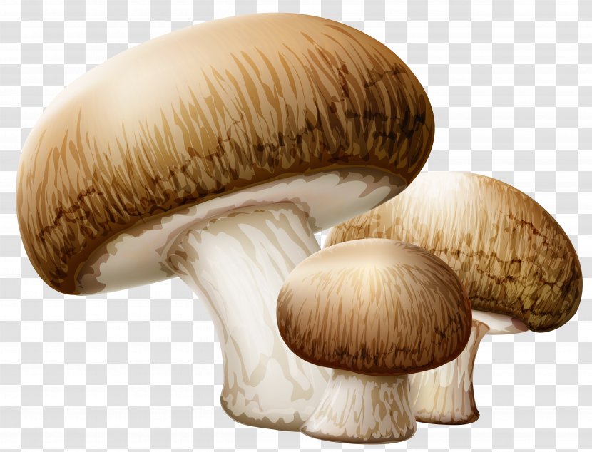 Mushroom Clip Art - Matsutake - Mushrooms Clipart Picture Transparent PNG