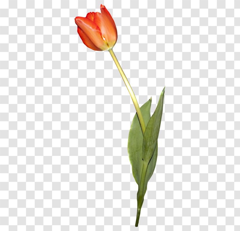 Tulip Still Life Photography Cut Flowers Plant Stem Bud - Lily Family Transparent PNG