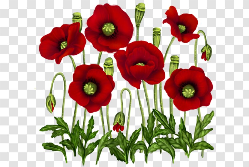 Poppy Vase With Red Poppies Flower Painting - Opium Transparent PNG
