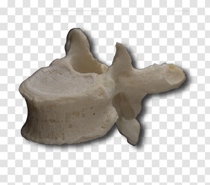 Thoracic Vertebrae Vertebral Column Cervical Lumbar - Heart - Vertebra Prominens Transparent PNG