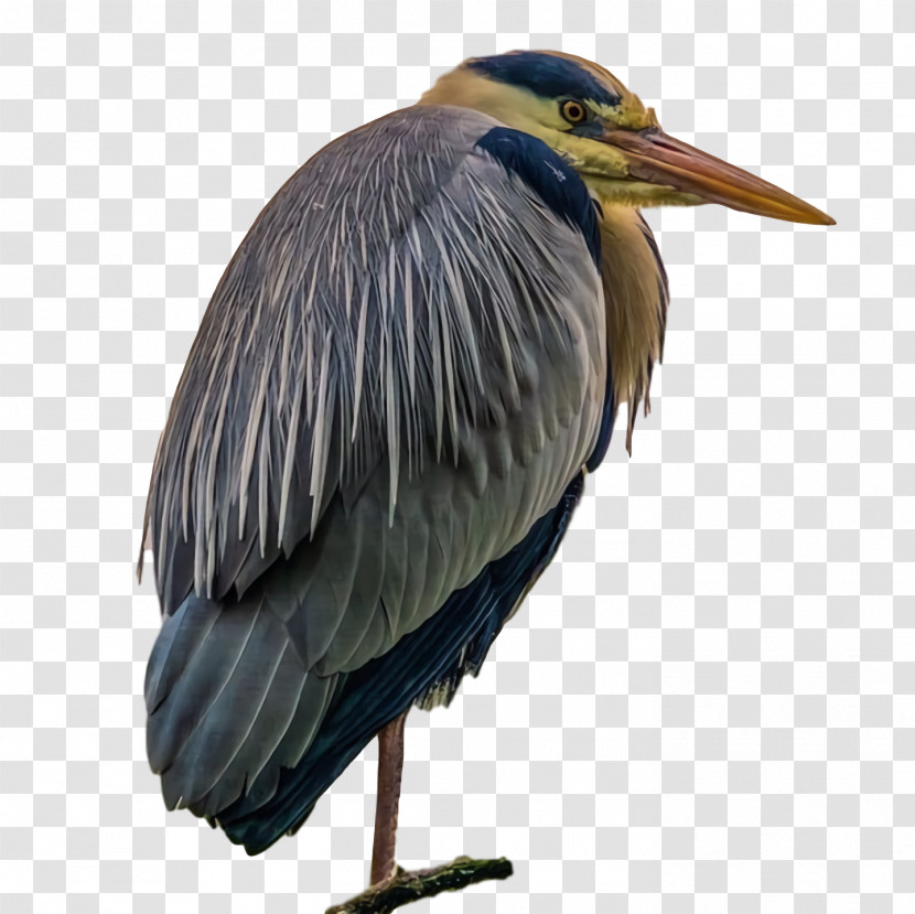 Green Heron Birds Stork Crane Herons Transparent PNG