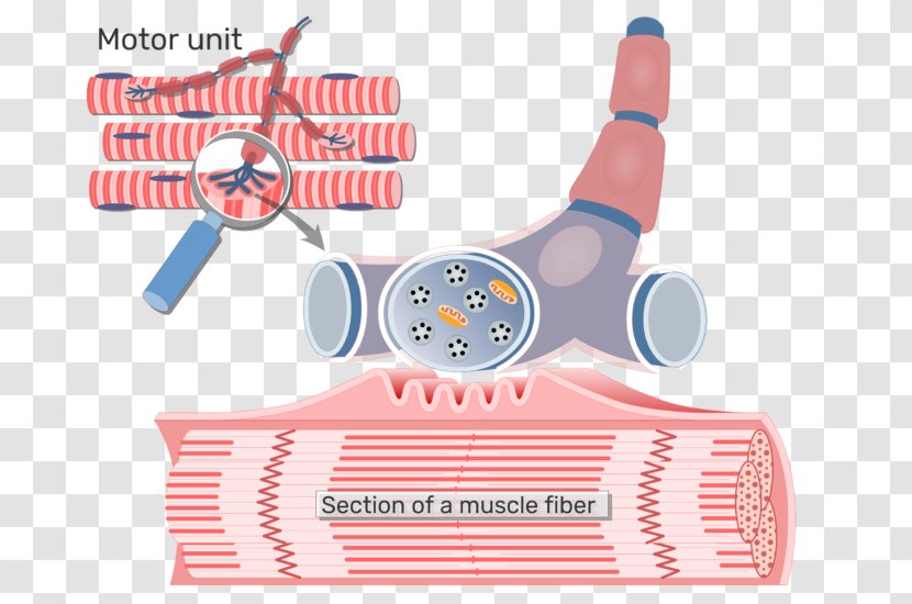 Neuromuscular Junction Motor Neuron Axon Skeletal Muscle Unit - Disease - Plastic Transparent PNG