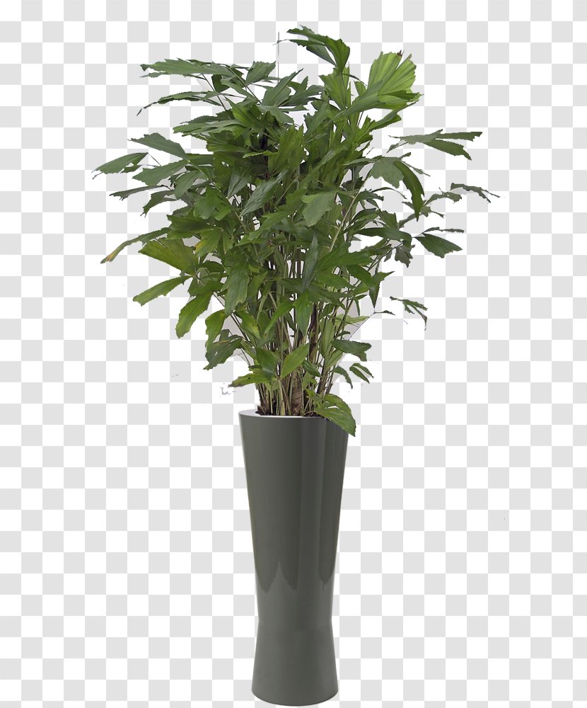 Philodendron Xanadu Plant Bamboo Schefflera Arboricola Tree - Artificial Flower - Caryota Mitis Transparent PNG