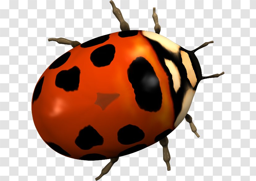 Ladybird Beetle 2403 (عدد) Clip Art - Organism Transparent PNG
