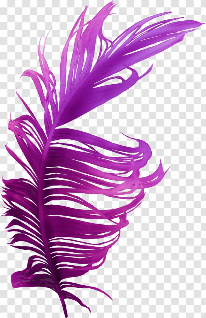 Feather Bird Purple Violet Color - Blue Rose - Pin Transparent PNG